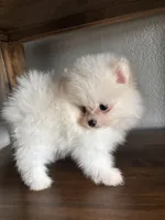 Sam, a  Pomeranian for sale in Brentwood, CA – Photo 4 of 6