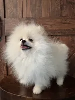 Sam, a male Pomeranian for sale in Brentwood, CA – 1 of 3
