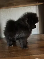 Niko, a male Pomeranian for sale in Brentwood, CA – 2 of 5