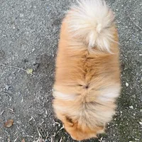 Achilles, a male Pomeranian for sale in Brentwood, CA – Photo 5 of 8