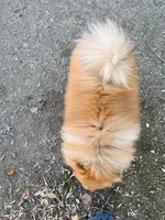 Achilles, a male Pomeranian for sale in Brentwood, CA – Photo 4 of 6