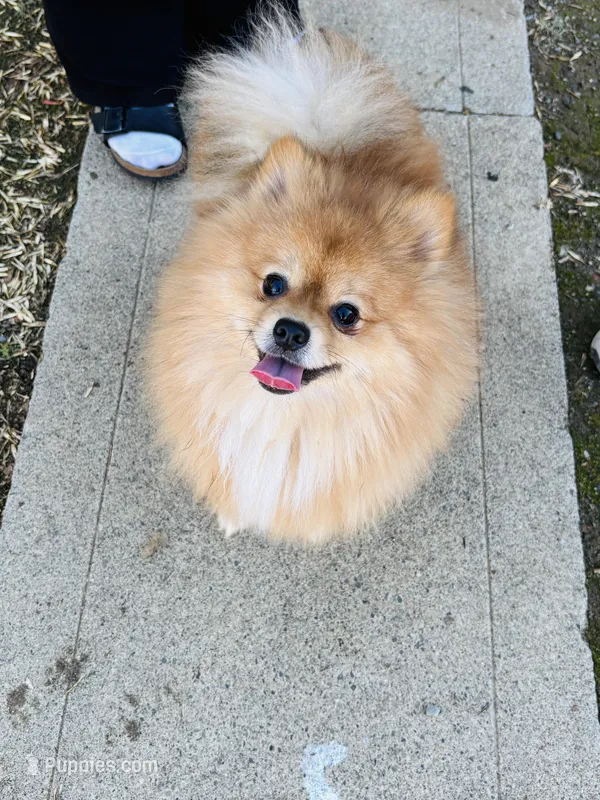 Achilles, a male Pomeranian for sale in Brentwood, CA – Photo 1 of 6