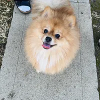Achilles, a male Pomeranian for sale in Brentwood, CA – Photo 2 of 8