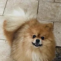 Achilles, a male Pomeranian for sale in Brentwood, CA – Photo 1 of 8