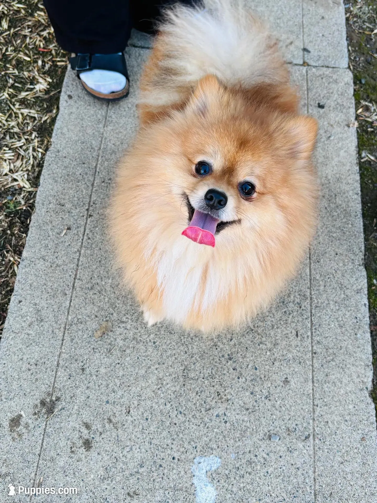 Achilles, a male Pomeranian for sale in Brentwood, CA – 2 of 8