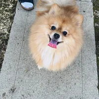 Achilles, a male Pomeranian for sale in Brentwood, CA – Photo 4 of 8