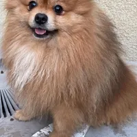 Achilles, a male Pomeranian for sale in Brentwood, CA – Photo 8 of 8