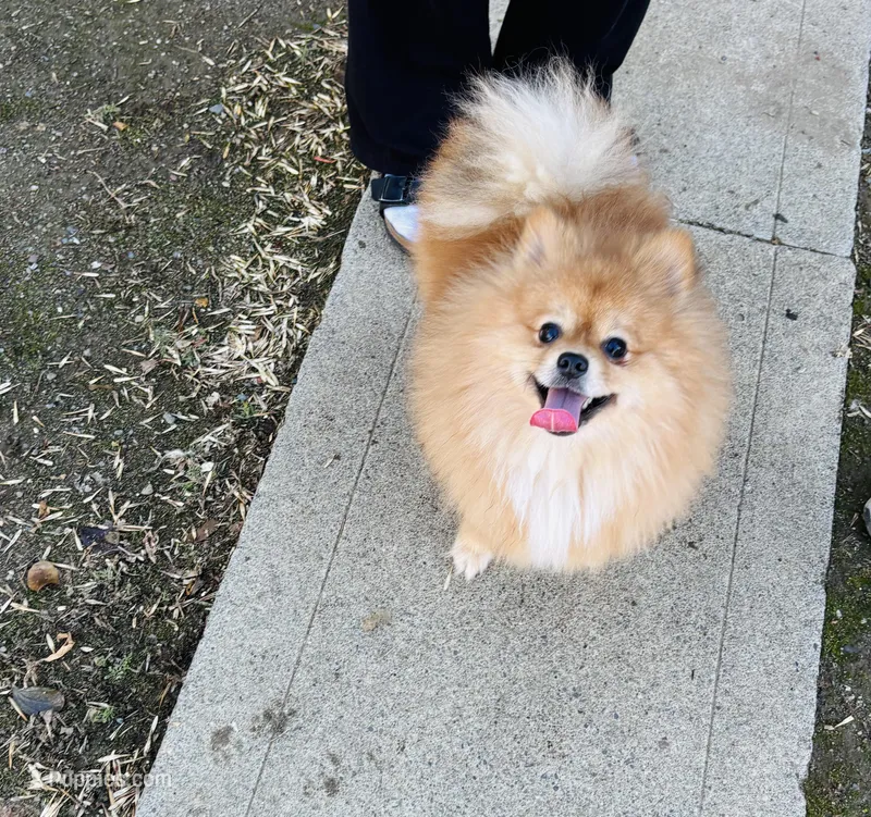 Achilles – Pomeranian puppy for sale in Brentwood, CA