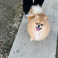 Achilles, a male Pomeranian for sale in Brentwood, CA – Photo 3 of 8