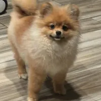 Achilles, a male Pomeranian for sale in Brentwood, CA – Photo 7 of 8