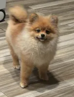 Achilles, a male Pomeranian for sale in Brentwood, CA – Photo 6 of 6