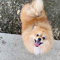 Achilles, a male Pomeranian for sale in Brentwood, CA – Photo 6 of 8