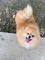 Achilles, a male Pomeranian for sale in Brentwood, CA – Photo 5 of 6