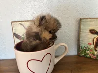 Tiny,Toy,Tcup,micro Bella, a female Pomeranian for sale in Brentwood, CA – 2 of 7