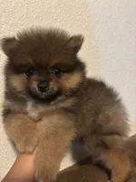 Toby, a male Pomeranian for sale in Brentwood, CA – 3 of 3