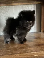 Niko, a male Pomeranian for sale in Brentwood, CA – 5 of 5