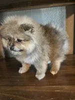 Lola, a female Pomeranian for sale in Brentwood, CA – 2 of 3