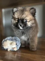 David, a male Pomeranian for sale in Brentwood, CA – Photo 3 of 6