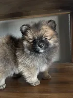 David, a male Pomeranian for sale in Brentwood, CA – Photo 6 of 6