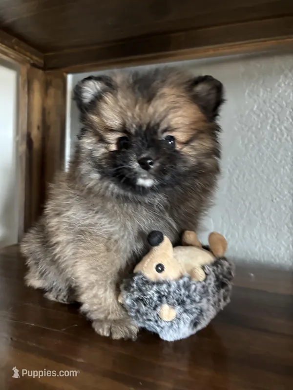 David, a male Pomeranian for sale in Brentwood, CA – Photo 1 of 6