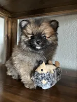 David, a male Pomeranian for sale in Brentwood, CA – Photo 1 of 6