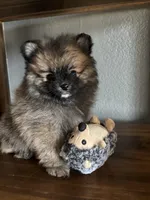 David, a male Pomeranian for sale in Brentwood, CA – Photo 2 of 6