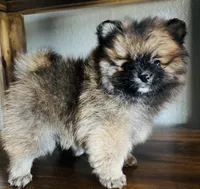 David, a male Pomeranian for sale in Brentwood, CA – Photo 5 of 6