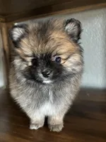 David, a male Pomeranian for sale in Brentwood, CA – Photo 4 of 6