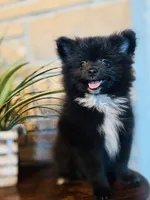 Gorge, a male Pomeranian for sale in Brentwood, CA – Photo 4 of 8