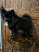 Gorge, a male Pomeranian for sale in Brentwood, CA – Photo 8 of 8