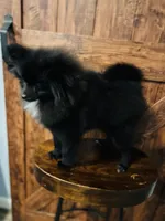 Gorge, a male Pomeranian for sale in Brentwood, CA – Photo 1 of 8