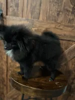 Gorge, a male Pomeranian for sale in Brentwood, CA – Photo 6 of 8