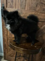 Gorge, a male Pomeranian for sale in Brentwood, CA – Photo 7 of 8