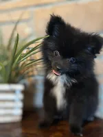 Gorge, a male Pomeranian for sale in Brentwood, CA – Photo 5 of 8