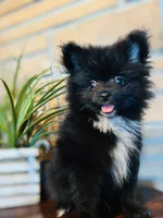 Gorge, a male Pomeranian for sale in Brentwood, CA – Photo 3 of 8