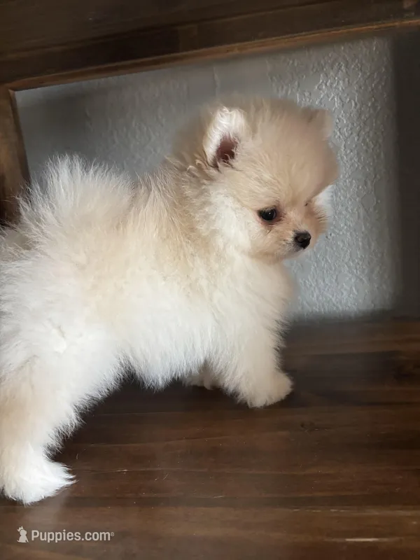 Luna – Pomeranian puppy for sale in Brentwood, CA