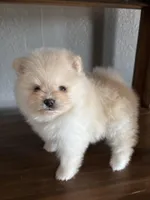 Luna, a female Pomeranian for sale in Brentwood, CA – Photo 5 of 5