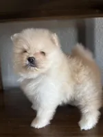 Luna, a female Pomeranian for sale in Brentwood, CA – Photo 2 of 5
