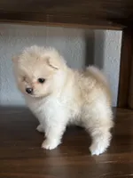 Luna, a female Pomeranian for sale in Brentwood, CA – Photo 3 of 5