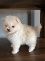 Luna, a female Pomeranian for sale in Brentwood, CA – Photo 4 of 5