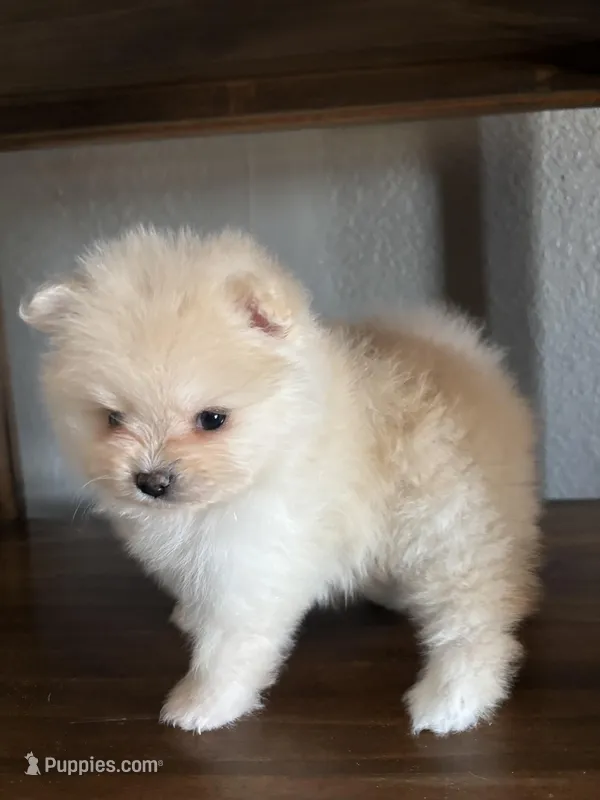 Luna, a female Pomeranian for sale in Brentwood, CA – Photo 1 of 5
