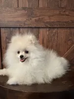 Sam, a male Pomeranian for sale in Brentwood, CA – 2 of 3