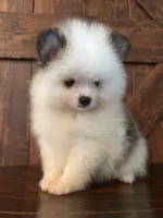 Panda, a male Pomeranian for sale in Brentwood, CA – Photo 7 of 7