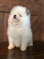 Panda, a male Pomeranian for sale in Brentwood, CA – Photo 2 of 7