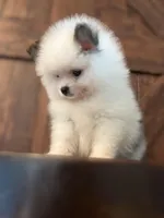 Panda, a male Pomeranian for sale in Brentwood, CA – Photo 3 of 7