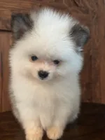 Panda, a male Pomeranian for sale in Brentwood, CA – Photo 6 of 7