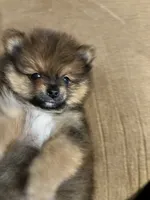 Toby, a male Pomeranian for sale in Brentwood, CA – 2 of 3