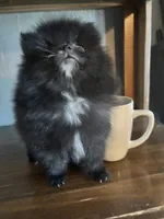 Niko, a male Pomeranian for sale in Brentwood, CA – 3 of 5