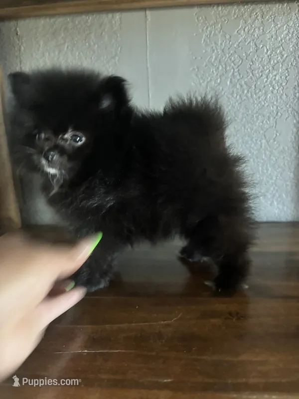 Niko – Pomeranian puppy for sale in Brentwood, CA