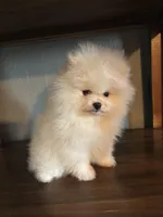 Daniel, a male Pomeranian for sale in Brentwood, CA – Photo 5 of 7